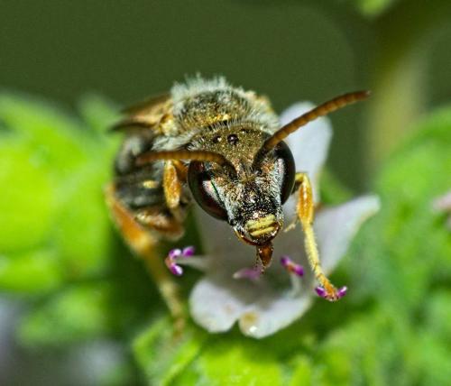 Seladonia subaurata